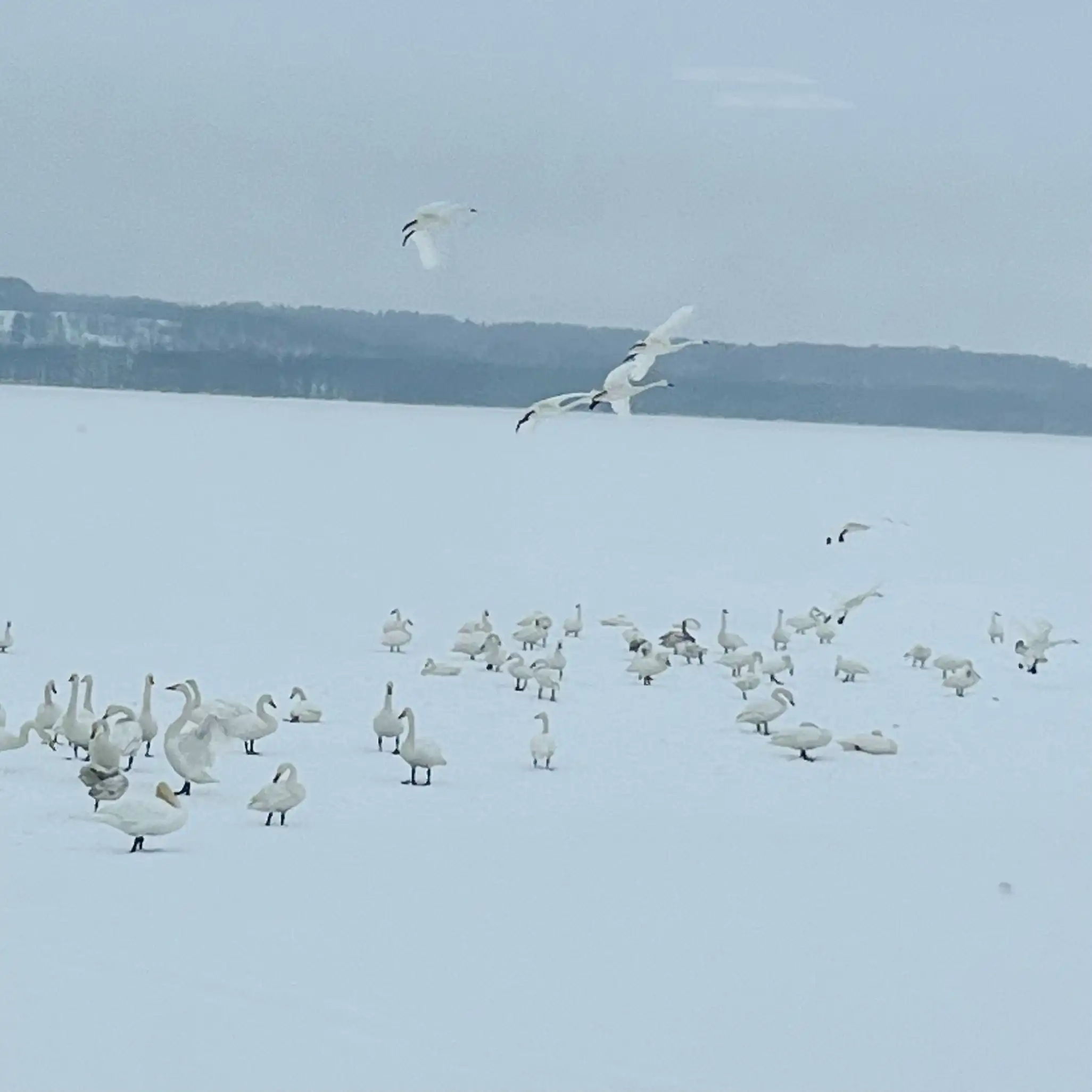 クッチャロ湖で観察した白鳥の写真