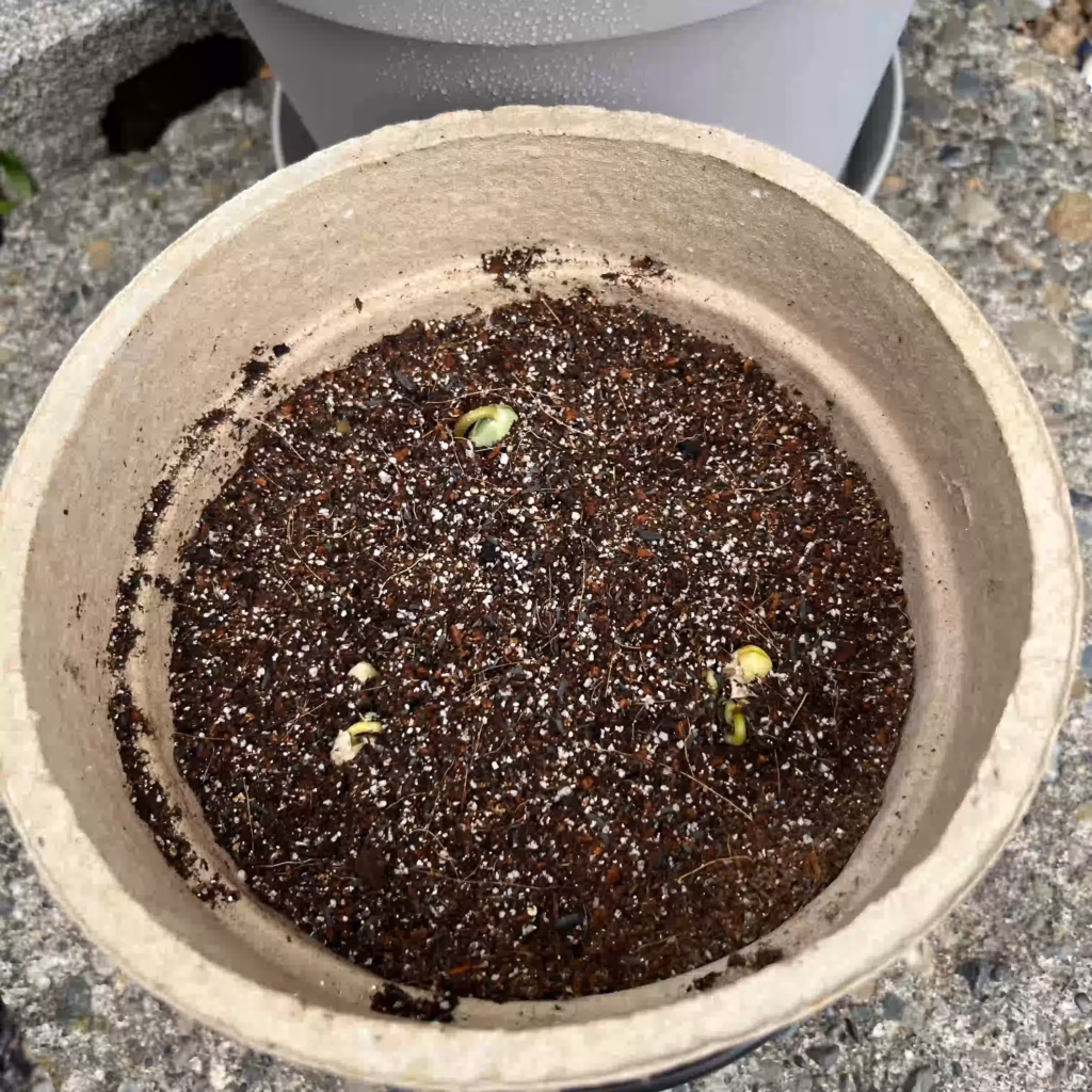 家庭菜園で育てている枝豆が発芽しはじめた写真