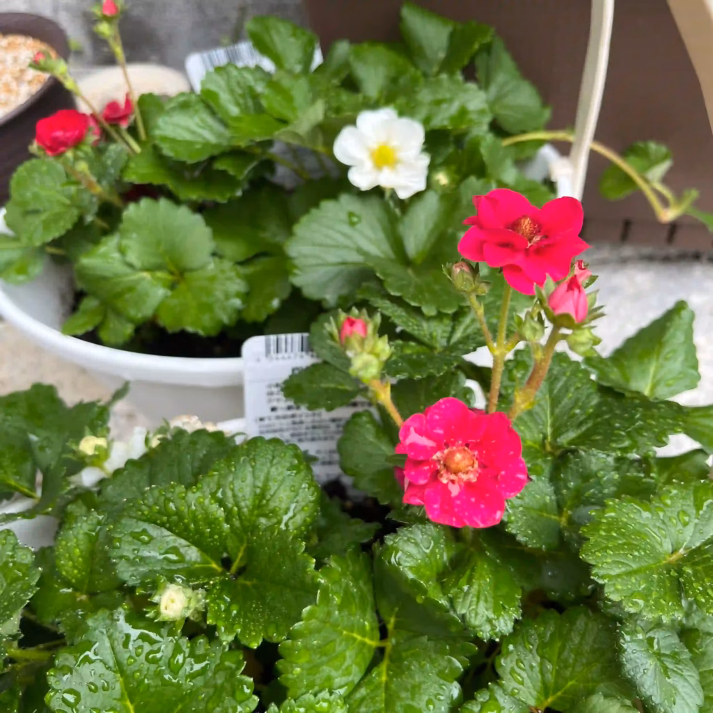 家庭菜園で育てている四季なりいちごの花の写真