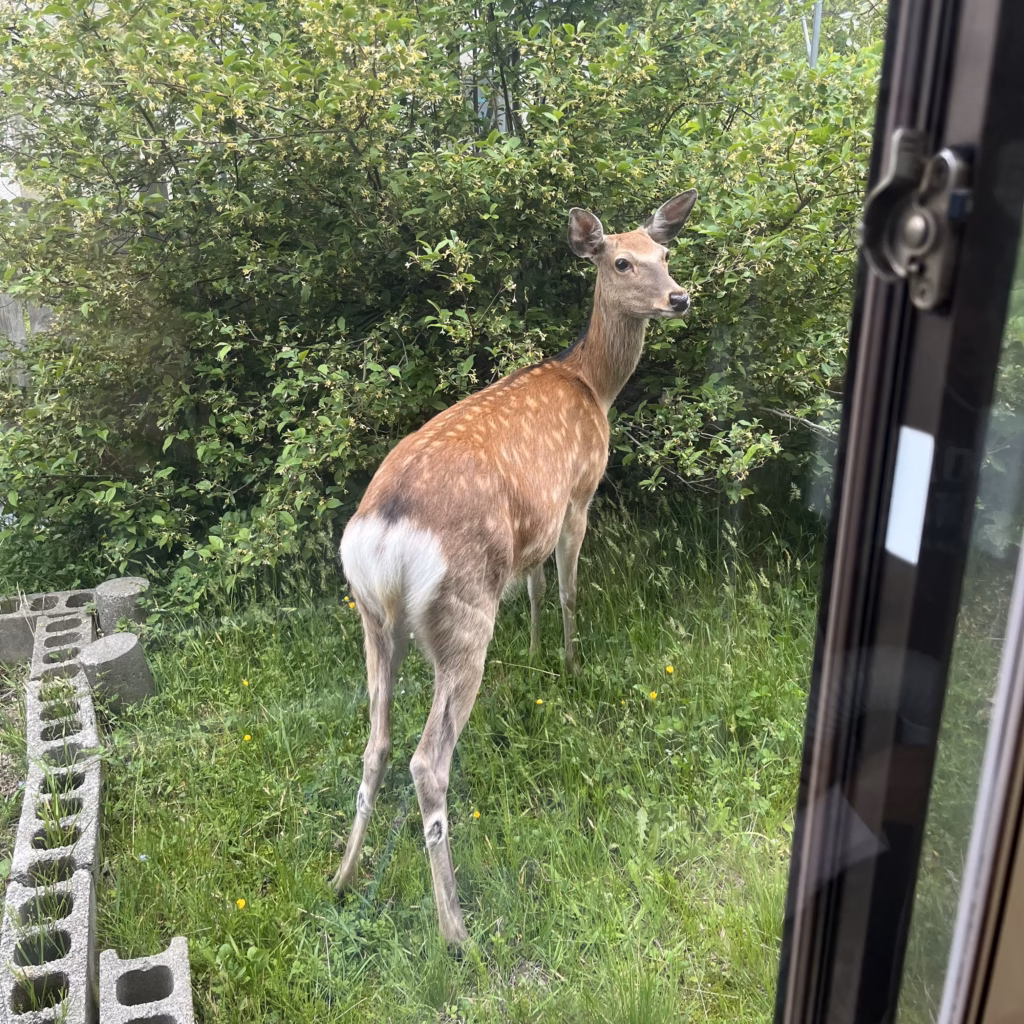 庭に遊びにきた鹿の写真