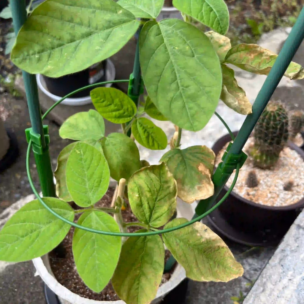 家庭菜園の枝豆の葉が茶色くなってきた写真