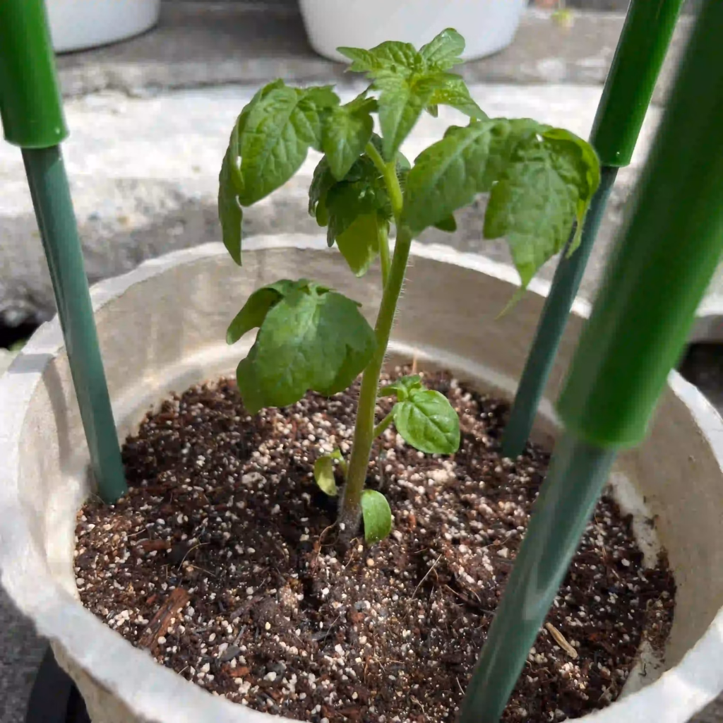 家庭菜園で種から植えて育てているミニトマトの成長している写真