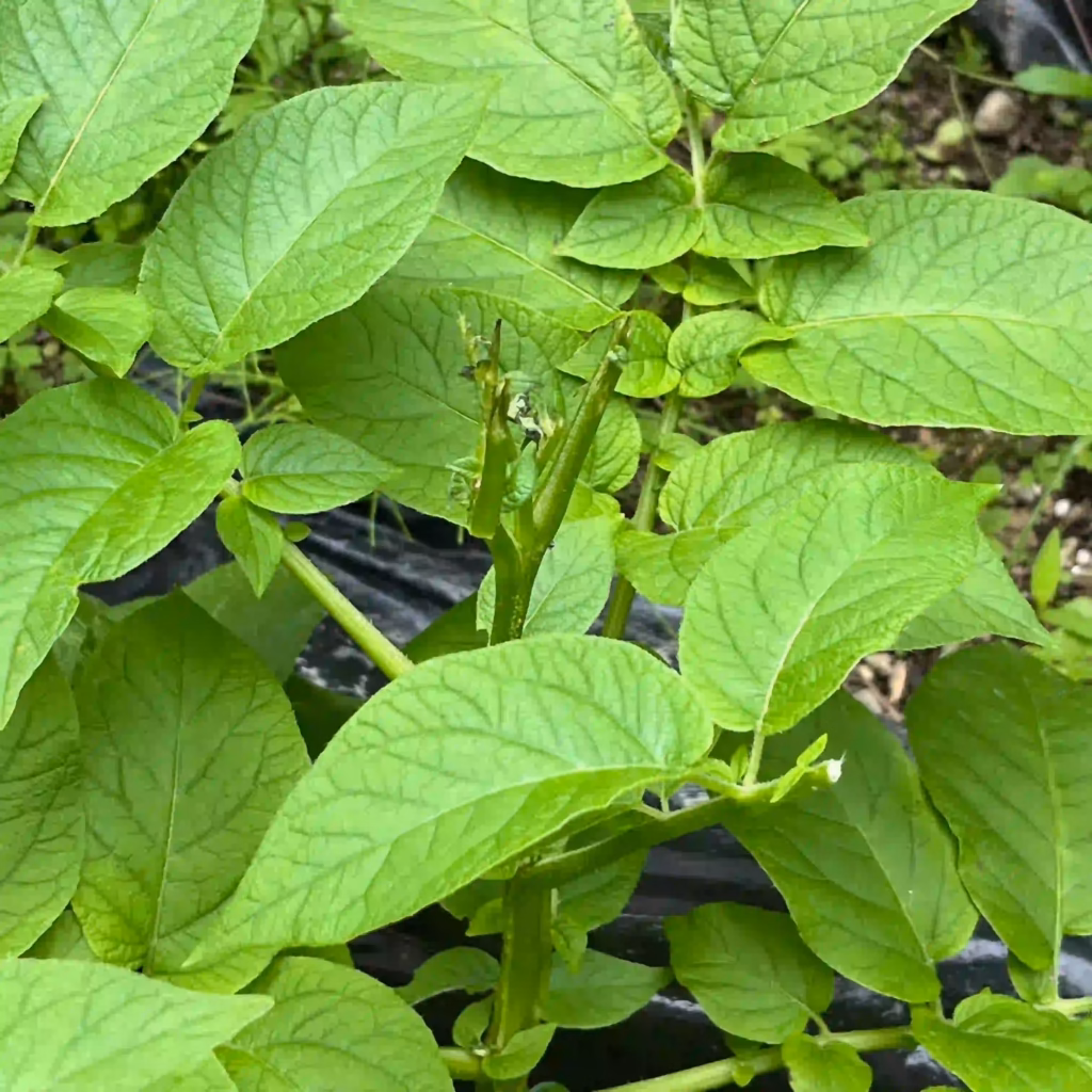 鹿に食べられた家庭菜園のじゃがいもの写真