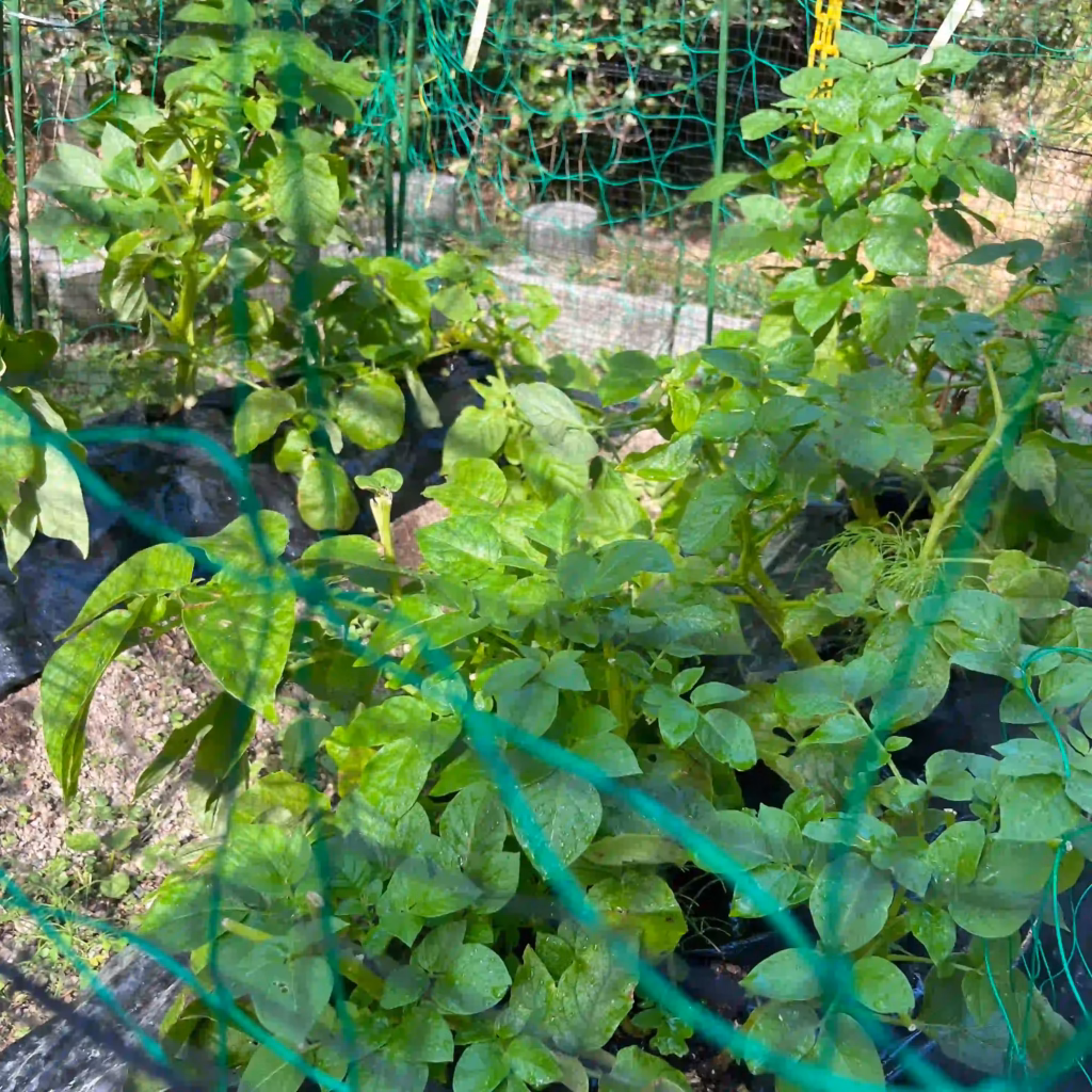 鹿の食害後に育つ家庭菜園のじゃがいも
