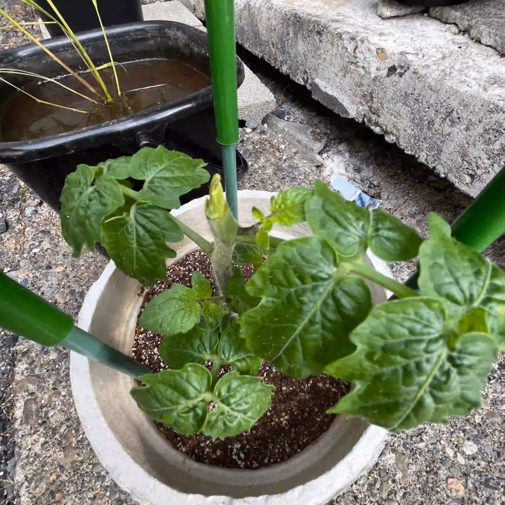 鹿に食べられた家庭菜園のミニトマトの写真
